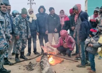चिसो छल्न गाउँपालिका द्वारा दाउरा वितरण