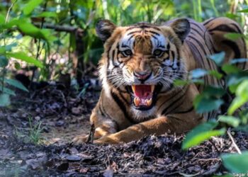 बर्दियामा बाघको आक्रमणबाट दुई महिलाको मृत्यु