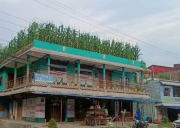 छतमा मकै खेतीले भाइरल बनेको झापाको घर