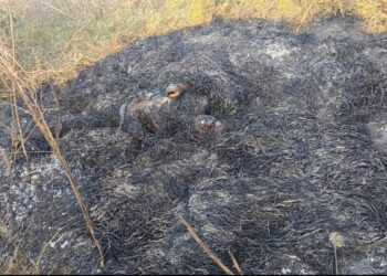 सिरहामा परालले पोलेको अवस्थामा एक पुरुषको शव भेटियो