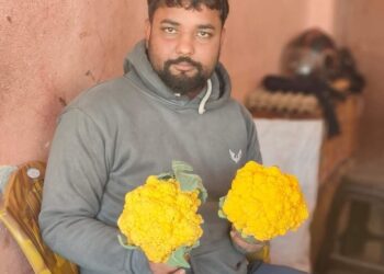 लहानका किसान रतन साहले फलाए रङ्गीन काउली
