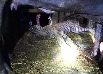 भैँसीको आक्रमण बाट बाघको मृत्यु