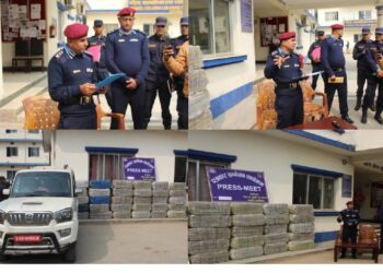 सप्तरीमा स्कार्पियोबाट ७११ किलो गाँजा बरामद, चालक फरार