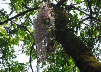 सल्हेस फुलबारीमा मेलाहेर्न नेपाल र भारतीय भक्तजनहरुको भिड