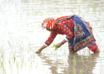 धान रोप नई पायब, आव भरोसा टुइटगेल’