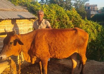 सिरहा सहित २५ जिल्लामा लम्पी स्किन, १ अर्ब ३० करोडको क्षति