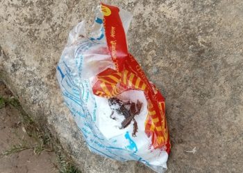 आयोडिन नुनको प्याकेटभित्र भ्यागुतो