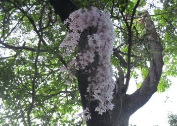 सिराहाको सलहेश फूलबारीमा फूल हेर्नेको मेला