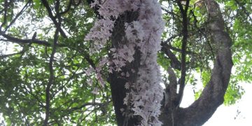 सिराहाको सलहेश फूलबारीमा फूल हेर्नेको मेला