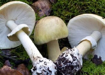 जङ्गली च्याउ खाँदा तीन वर्षीया बालिकाको मृत्यु