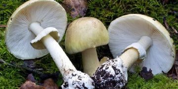 जङ्गली च्याउ खाँदा तीन वर्षीया बालिकाको मृत्यु