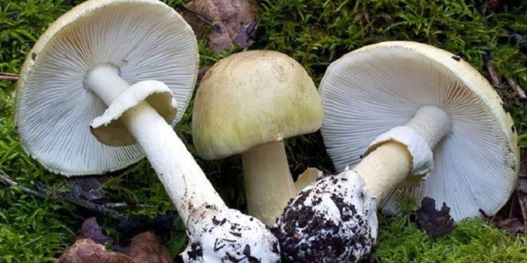 जङ्गली च्याउ खाँदा तीन वर्षीया बालिकाको मृत्यु